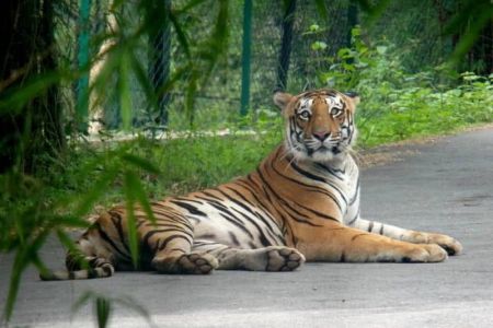 Bannerghatta National Park