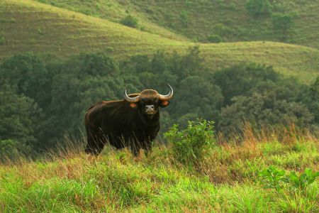 Kudremukh National Park